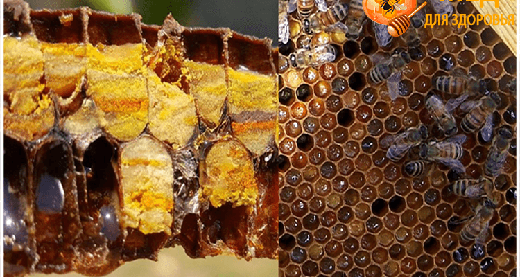 соты с пергой